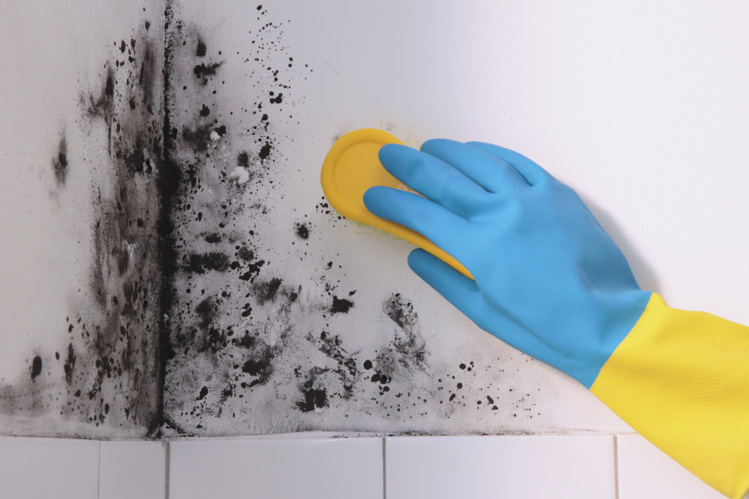 How to Remove Mould and Mildew Using Eco-Friendly Products